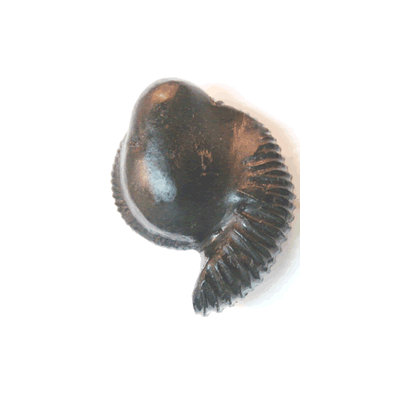 Shree Varaha Shaligram