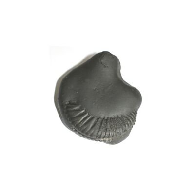 Shree Parshuram Shaligram