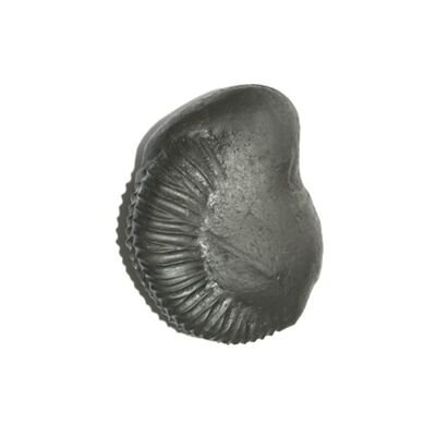 Shree Buddha Shaligram