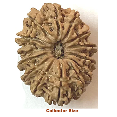 14mukhi collector size