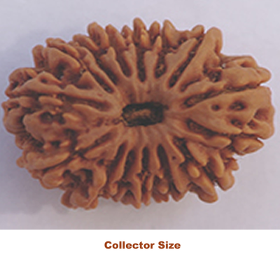 15 mukhi collector rudraksha
