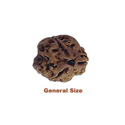 3 mukhi rudraksha general