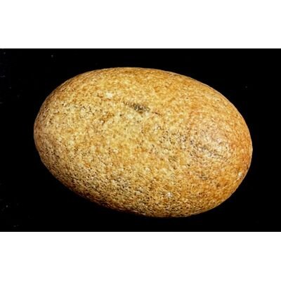 Rare shree chaitnya adhishankara mahavishnu Shaligram