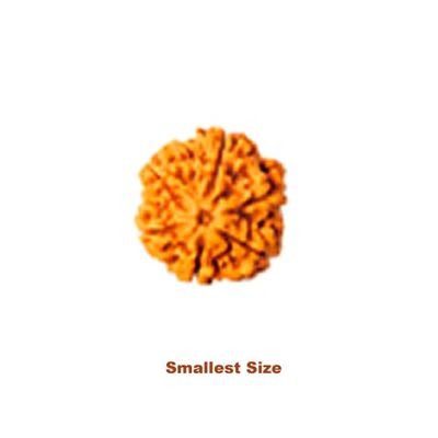 smallest six mukhi