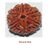 six mukhi general